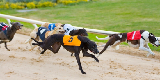 Go Greyhound Racing in Ireland, locations across the country